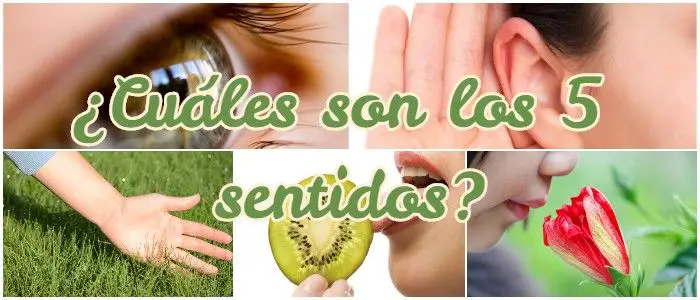cuáles son los 5 sentidos y sus funciones