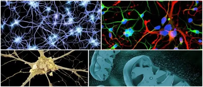 cuales son las células del sistema nervioso y sus funciones