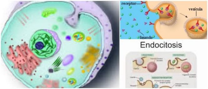 cual es el significado de endocitosis