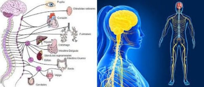 cual es la estructura del sistema nervioso periférico