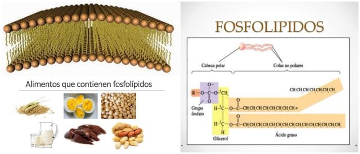 en que alimentos se encuentran los fosfolípidos