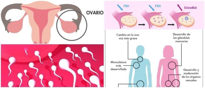 cuales son las consecuencias de una fsh alta