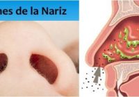 función de la nariz y cavidades nasales