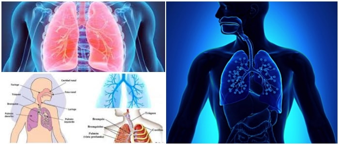 cual es la función del aparato respiratorio y sus partes