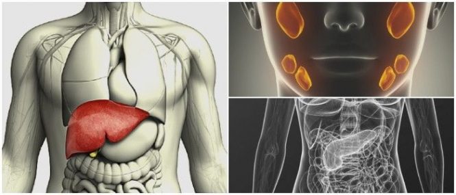 cuales son las glándulas anexas al sistema digestivo