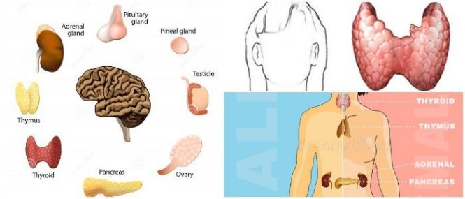 cuales son las glándulas endocrinas y sus hormonas