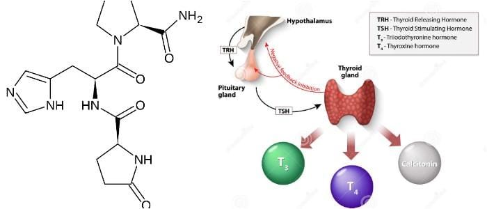 cuales son las funciones de la hormona trh