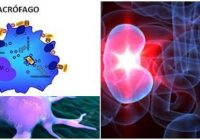 relacion entre un macrofago y un globulo blanco