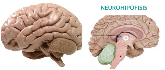 cual es el estudio del neurohipófisis en el hombre