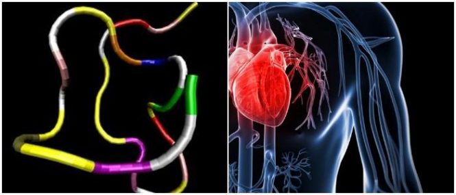 péptido natriurético auricular en el corazón