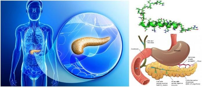 que significa polipéptido pancreático