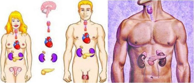 que es el sistema glandular animal