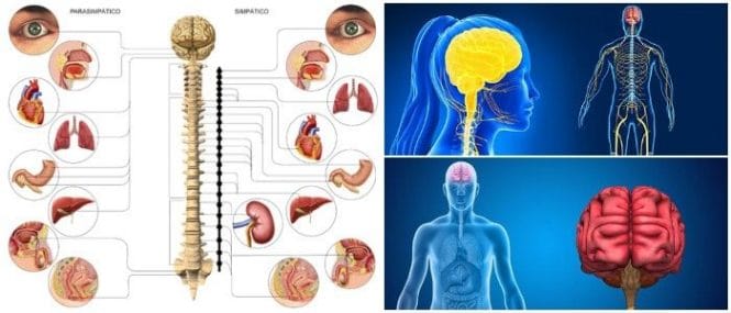 Sistema Nervioso Parasimpático Qué Es Funciones Y Respuestas Simpáticas Vs Parasimpáticas Arriba Salud