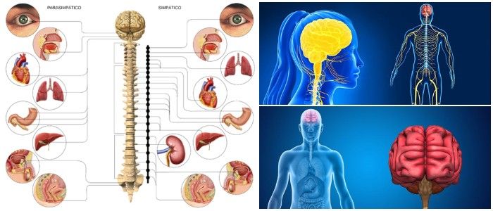 Sistema Simpatico Y Parasimpatico Ejemplo