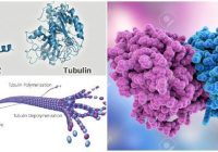 tubulina alfa y beta