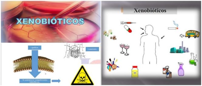 que son los xenobioticos ambientales