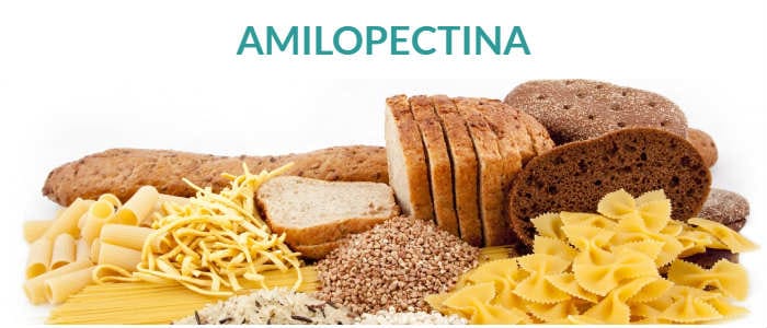 la amilopectina pertenece a la glucosa