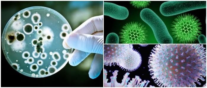 bacterias en la piel