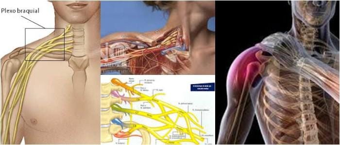 cuales son los ejercicios para el bíceps braquial