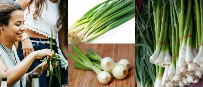 contenido nutricional de los cebollines cebollas verdes y cebollas