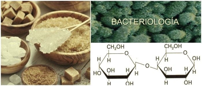 la celobiosa y maltosa