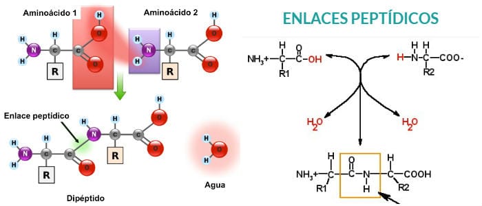 los enlaces peptídicos en el cabello