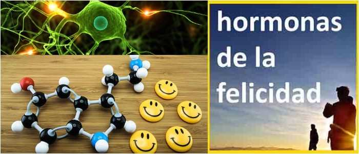 la hipocretina y la felicidad