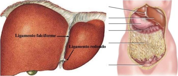 que es el ligamento falciforme del higado