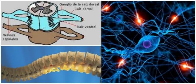 que son los nervios espinales que son