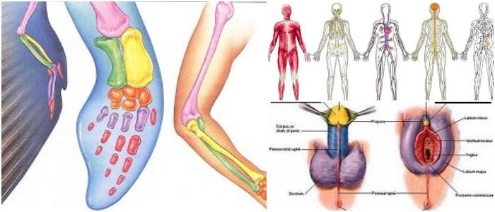 cuales son los órganos homólogos del murciélago