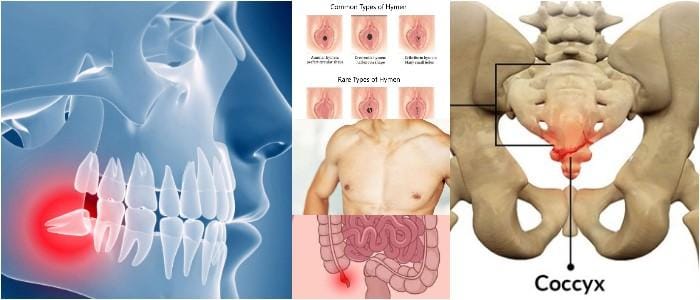 cual es el concepto de órganos vestigiales