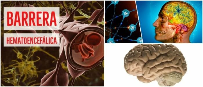 a que edad se cierra la barrera hematoencefalica