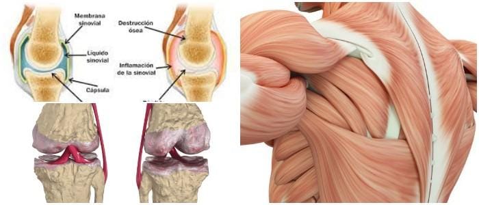 capsula articular del hombro