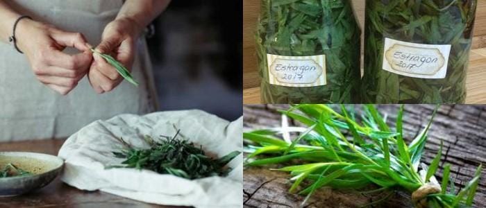 usos del estragon en la nutrición