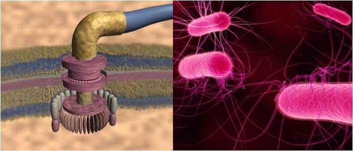 estructura del flagelo bacteriano a nivel de su base