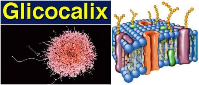 Glicocalix: Definición, Historia, Composición, Ubicación y Técnicas de ...