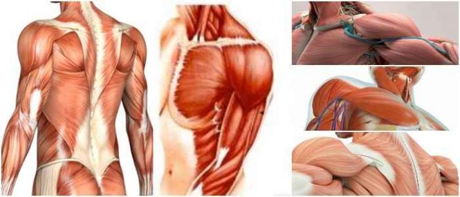 huso muscular y órgano tendinoso de golgi