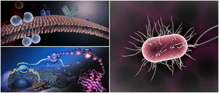 cual es la definición biología de mesosomas