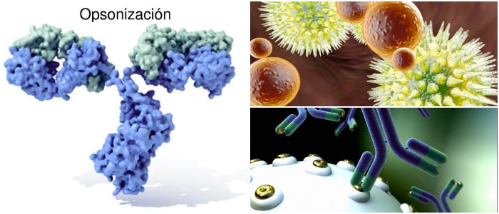 cual es el complemento de la opsonizacion