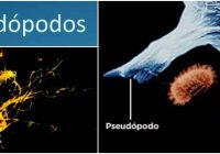 que son los pseudopodos y la ameba