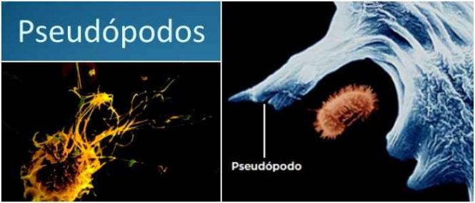 que son los pseudopodos y la ameba