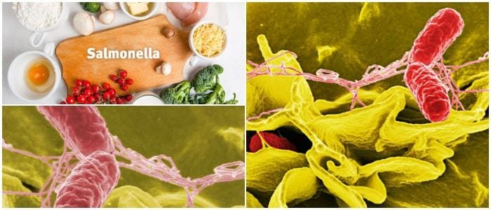 cual es el tratamiento natural para la salmonelosis