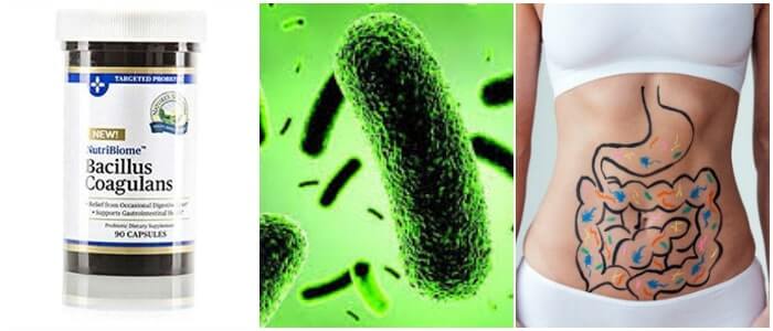 cuales son los beneficios del bacillus coagulans