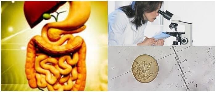 cuales son los peligros de la bacteria entamoeba coli