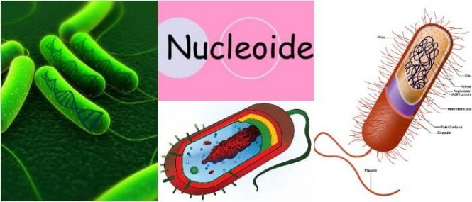 cual es la función del nucleoide