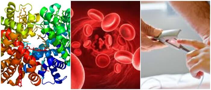 Oxihemoglobina Definición Formas Fisiología Oximetría De Pulso Y Oxigeno En La Sangre 3039