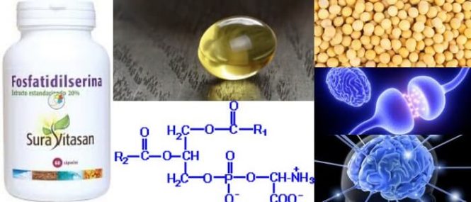 cuales son los alimentos que contienen fosfatidilserina