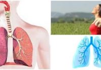 el sistema respiratorio humano y sus partes