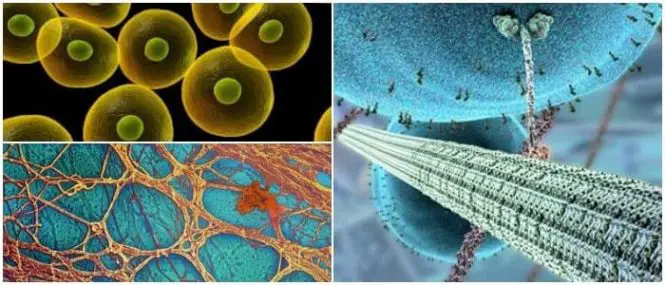 microfilamentos